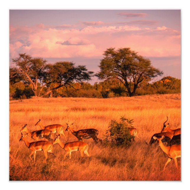 Zimbabwe: Antilovens rena natur Fototryck (Framsidan)