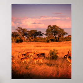 Zimbabwe: Antilovens rena natur Poster