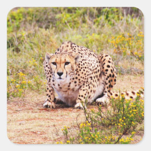 Zimbabwe cheetah Safari på Visning Stickers Fyrkantigt Klistermärke