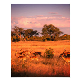 Zimbabwe: den rena naturen hos antilopen poster