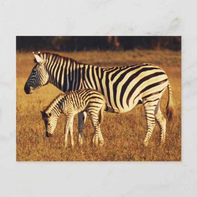 Zimbabwe, Hwange National Park, Linkwasha Vykort (Framsida)