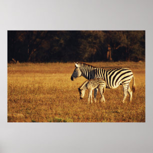 Zimbabwe Hwange nationalpark, Linkwasha Poster