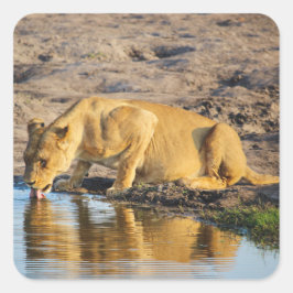 Zimbabwe Lioness Safari om Visning Stickers Fyrkantigt Klistermärke