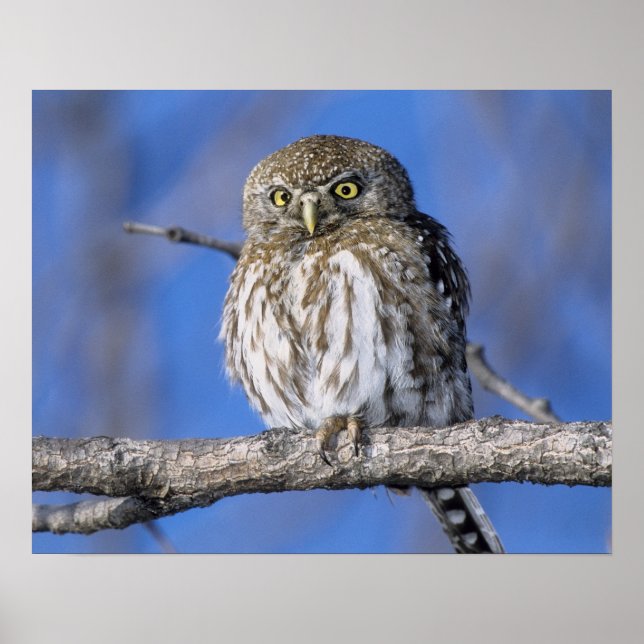 Zimbabwe. Stängning av pärlfläckad uggla på Poster (Framsidan)