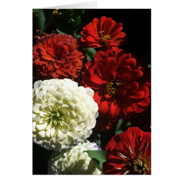 Zin Zen OBS Kort (Framsidan)