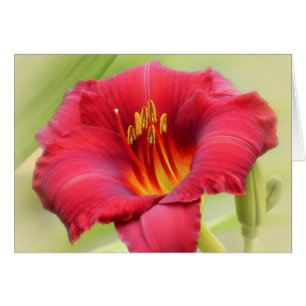 Zinger - Daylily Hälsningskort