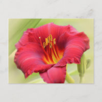 Zinger Daylily