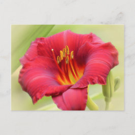Zinger Daylily Vykort