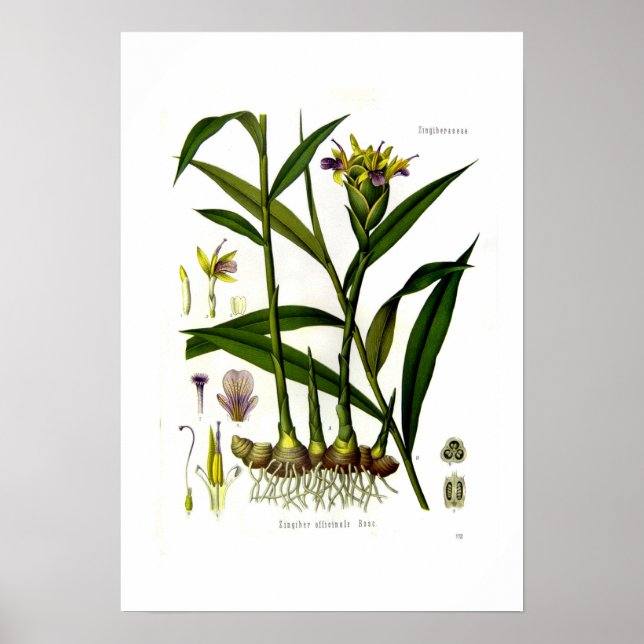 Zingiber officinalis (ginger) poster (Framsidan)