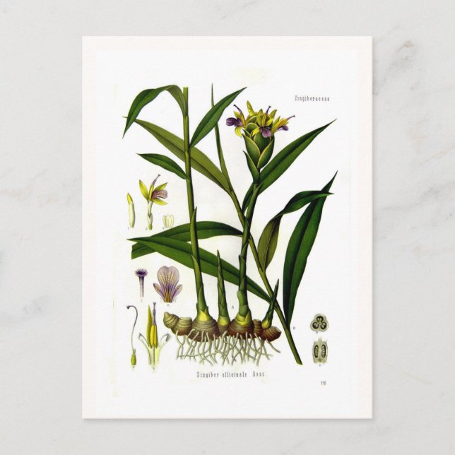 Zingiber officinalis (ginger) vykort (Framsida)
