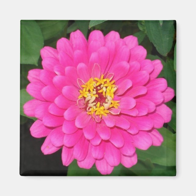 Zinnia1 Magnet (Framsidan)