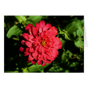 "zinnia" av Larry Coressel Hälsningskort