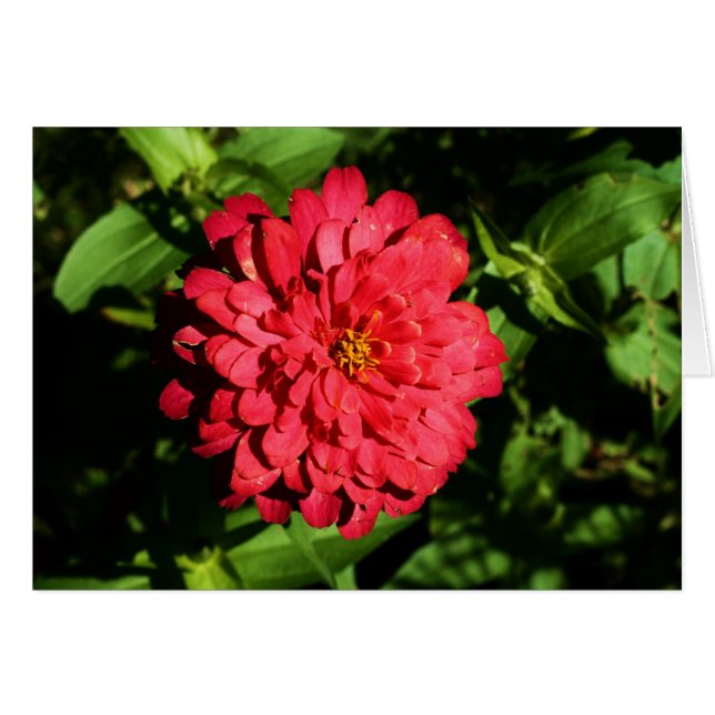 "zinnia" av Larry Coressel Hälsningskort (Framsidan Horizontal)