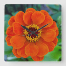 Zinnia-blommans orange klockan