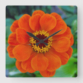 Zinnia-blommans orange klockan fyrkantig klocka