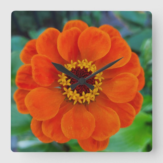 Zinnia-blommans orange klockan fyrkantig klocka (Framsida)