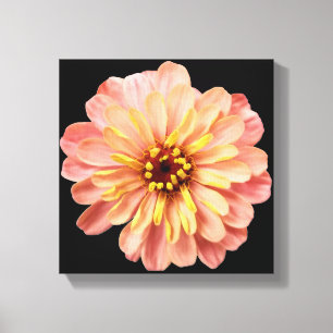 Zinnia Blommigt Flower Nature Fotography on Black Canvastryck