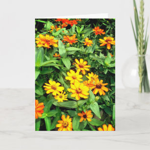 Zinnia-blomsterkort. Gult, orange och grönt. Kort