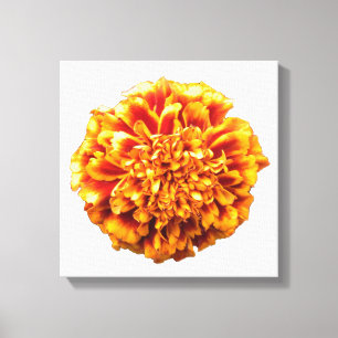 Zinnia Canvastryck