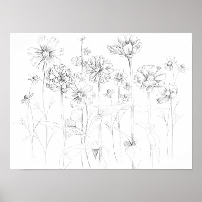 Zinnia Cosmos Flowers Pencil Teckning Botaniska Poster (Framsidan)