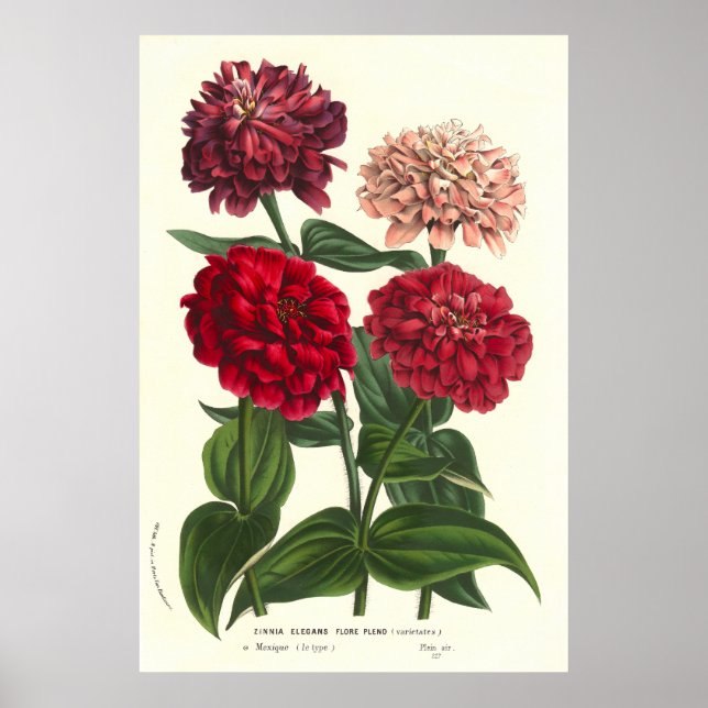 Zinnia elegans / Common Zinnias by Van Houtte Poster (Framsidan)