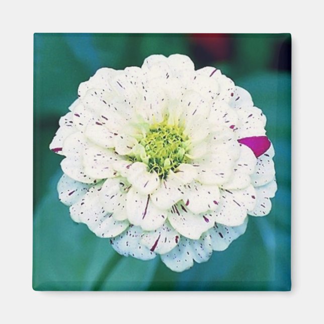 Zinnia Flower Magnet (Framsidan)