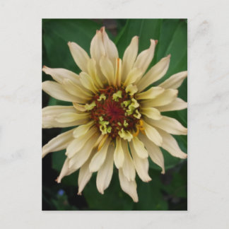 Zinnia Flower vycard Vykort