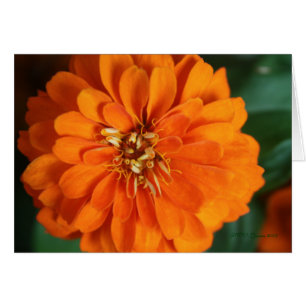 Zinnia-kort Hälsningskort