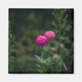 Zinnia - magnet