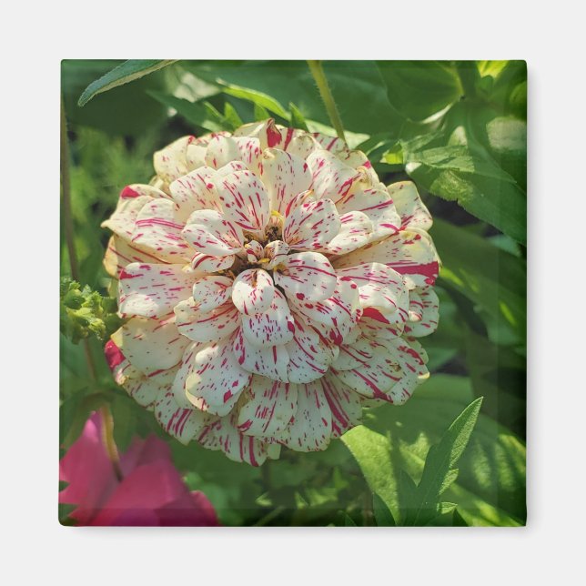 Zinnia magnet (Framsidan)