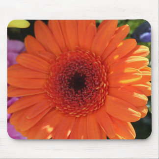 Zinnia Musmatta