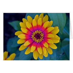 Zinnia OBS Kort