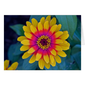 Zinnia OBS Kort