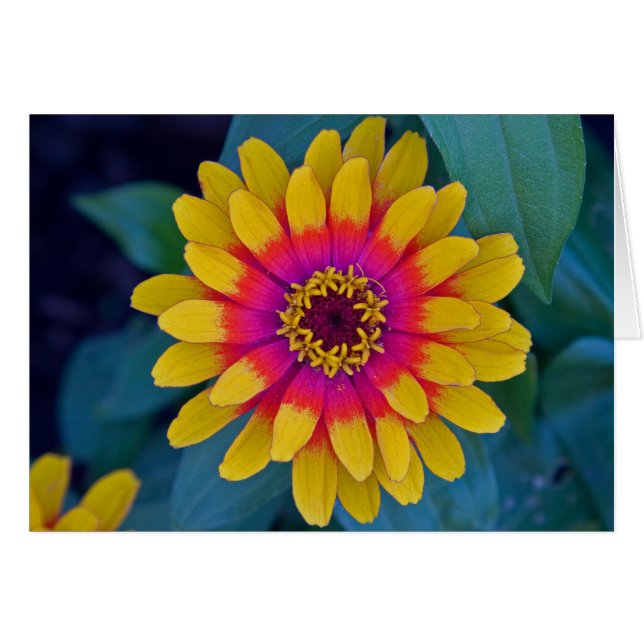 Zinnia OBS Kort (Framsidan Horizontal)