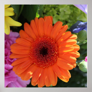 Zinnia Poster
