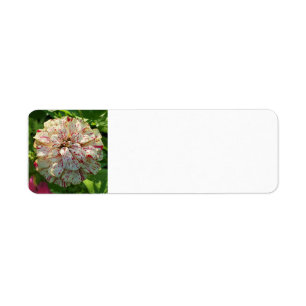 Zinnia-returadressetikett Returadress Etikett