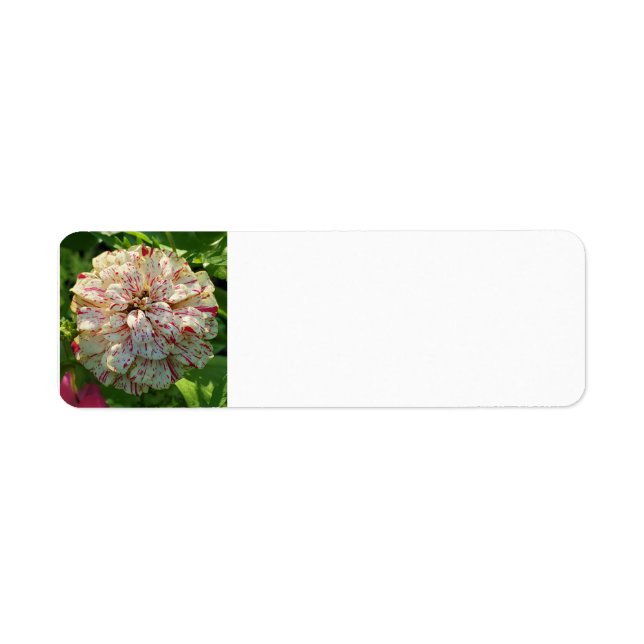 Zinnia-returadressetikett Returadress Etikett (Framsidan)