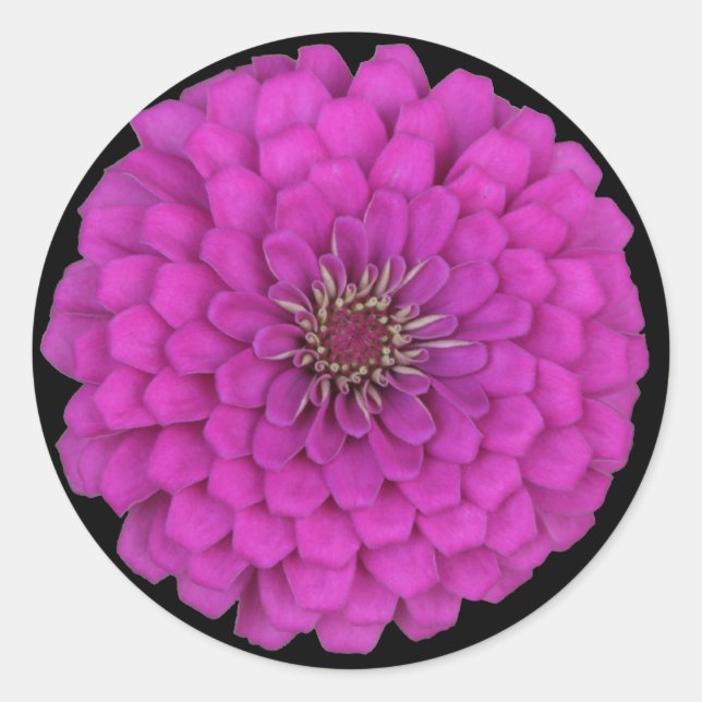 Zinnia Runt Klistermärke (Framsida)