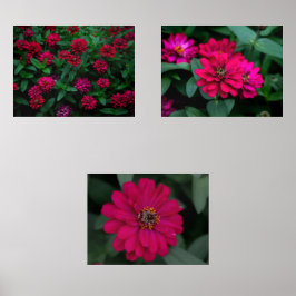 Zinnia Serenade Tryckset