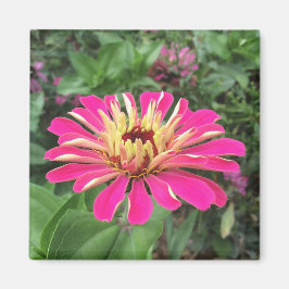 ZINNIA - Vibrant Rosa och Cream - Magnet