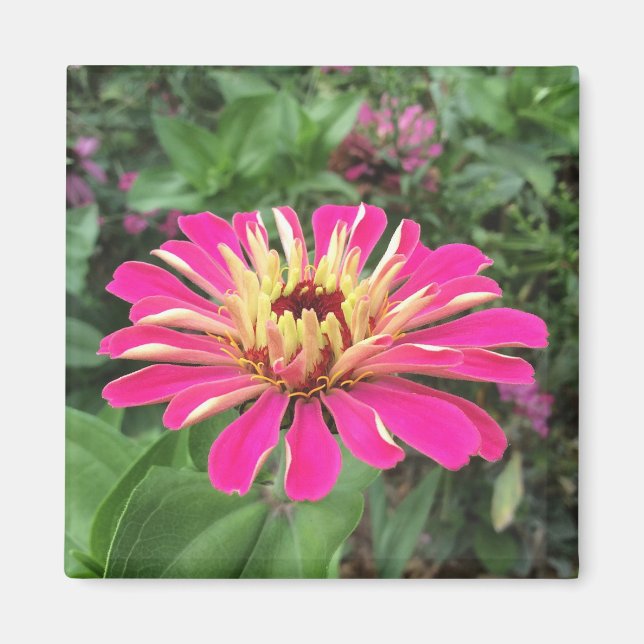 ZINNIA - Vibrant Rosa och Cream - Magnet (Framsidan)