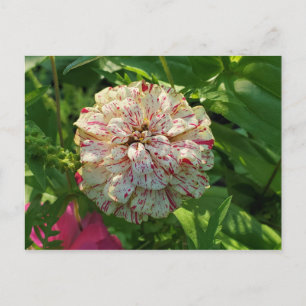 Zinnia-vykort Vykort