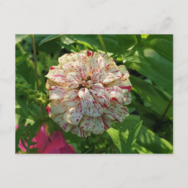 Zinnia-vykort Vykort (Framsida)