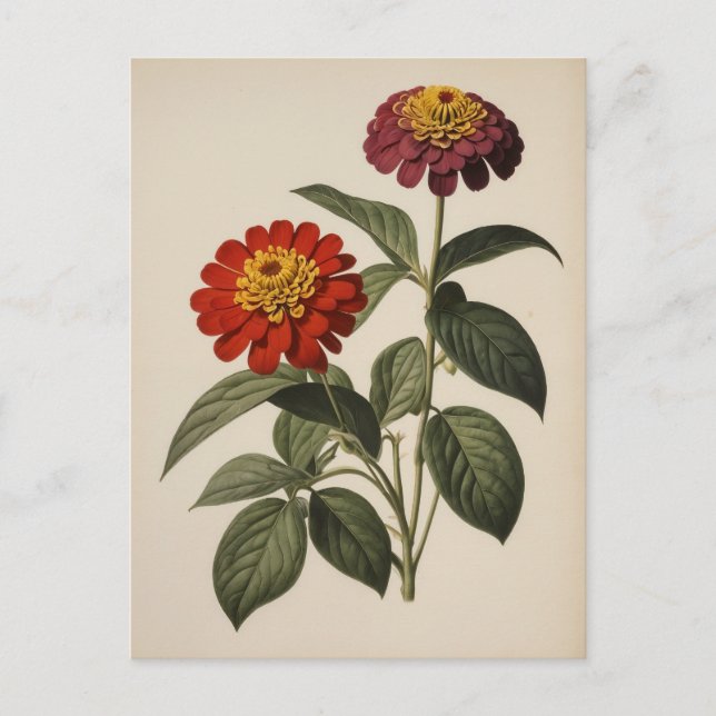 Zinniabild Vykort (Framsida)