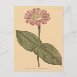 Zinniablomillustration i violett vykort