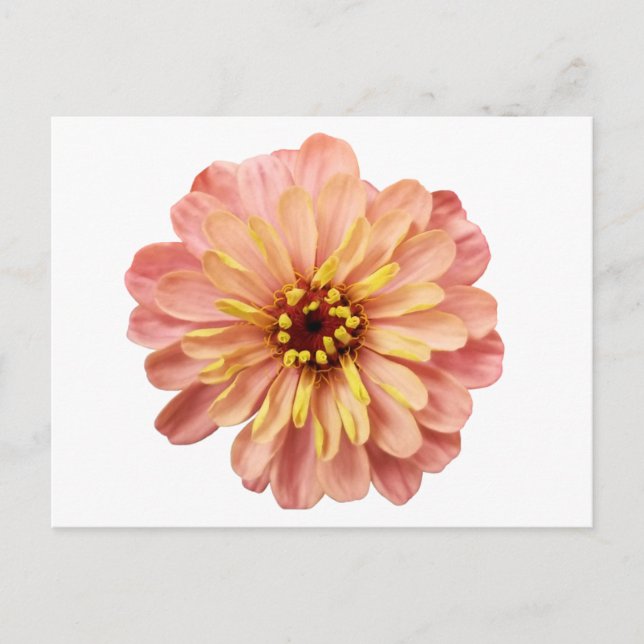 Zinniablomma Naturfotografering Vykort (Framsida)