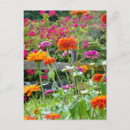 "Zinnias 1." Vykort