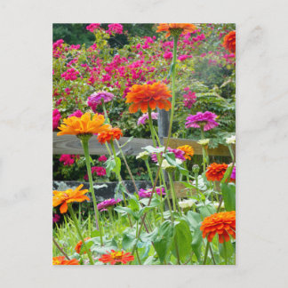 "Zinnias 1." Vykort