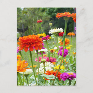 "Zinnias 2." Vykort