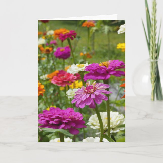 "Zinnias 3." Kort för hälsning (Framsida)